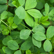 Alfalfa Leaf