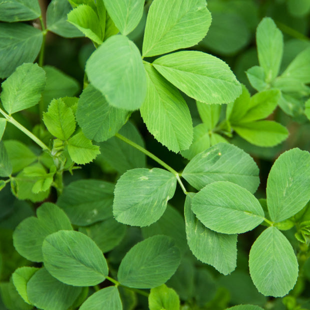 Alfalfa Leaf